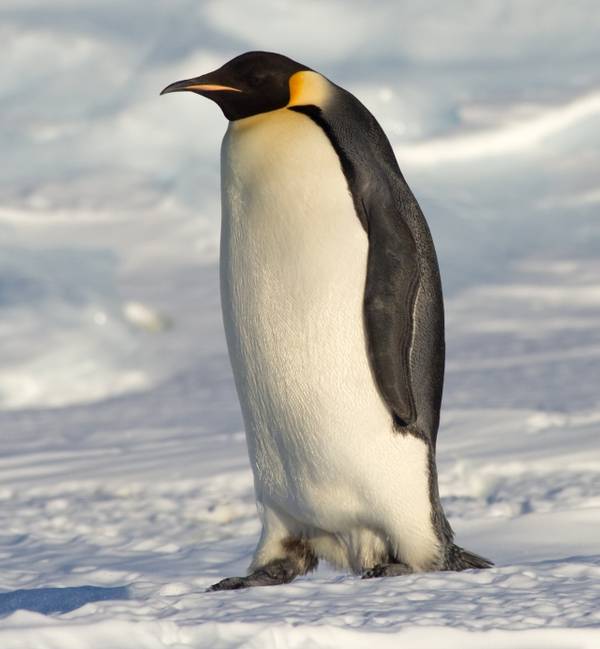 Окрас императорского пингвина фото (лат. Aptenodytes forsteri)