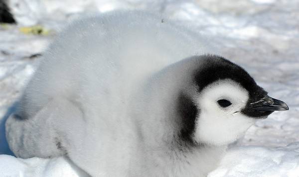 Птенец императорского пингвина фото (лат. Aptenodytes forsteri)