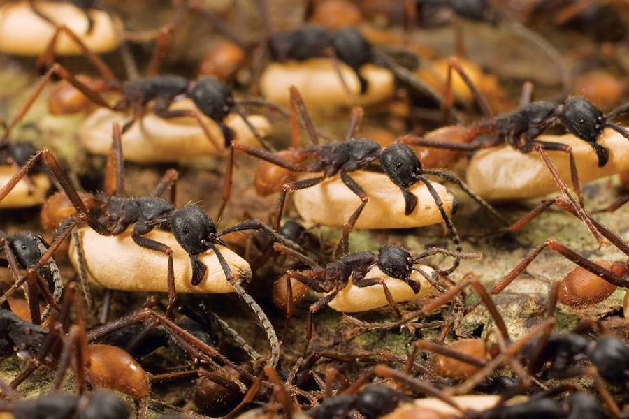 Фото армейские муравьи самые опасные в мире