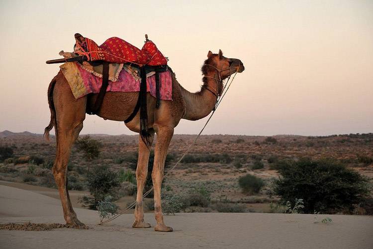 Фото дромедар дромадер одногорбый верблюд