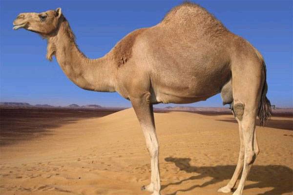 Фото одногорбый верблюд дромедар дромадер