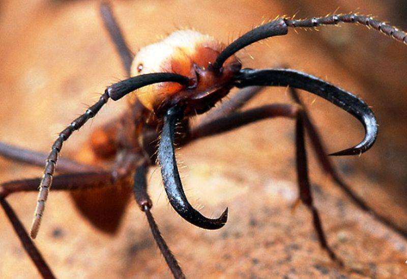 Фото самые опасные в мире армейские муравьи