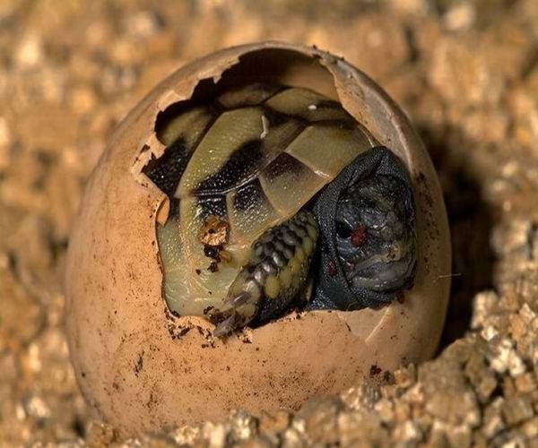 Фото среднеазиатская черепаха, картинка