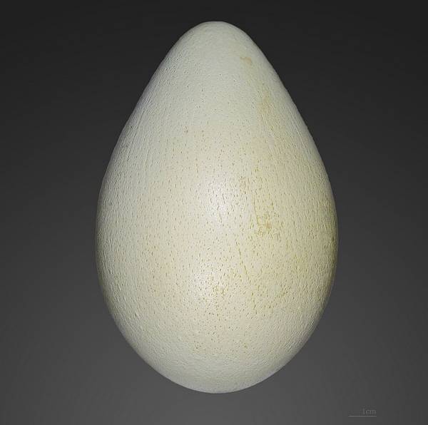 Яйцо императорского пингвина фото (лат. Aptenodytes forsteri)