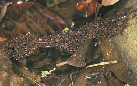армейские муравьи самые опасные в мире фото