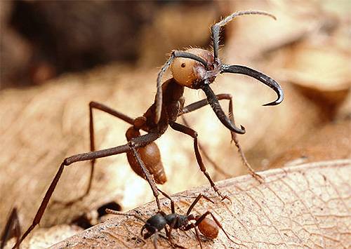 самые опасные в мире армейские муравьи фото