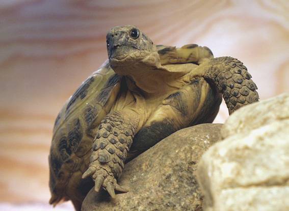 среднеазиатская черепаха фото, картинка