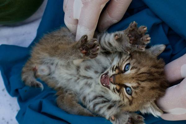 Детеныш рыжей рыси фото (лат. Lynx rufus)