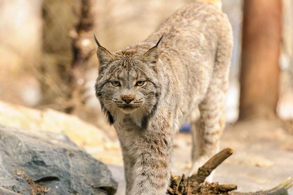 Канадская рысь фото (лат. Lynx canadensis)