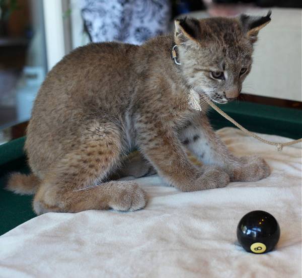 Котенок канадской рыси на поводке фото (лат. Lynx canadensis)