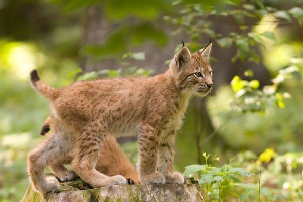 Котенок обыкновенной рыси фото (лат. Lynx lynx)