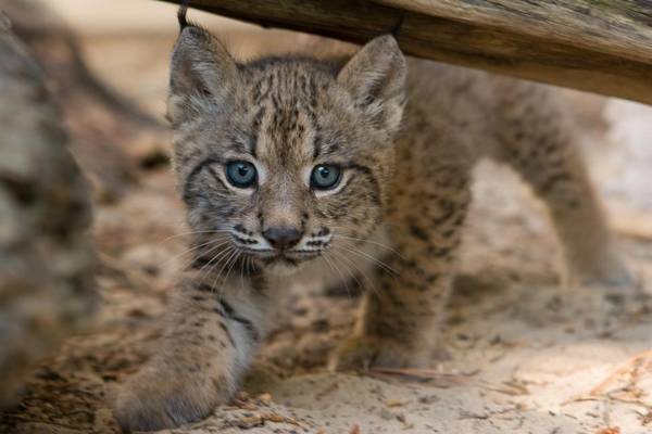 Котенок пиренейской рыси фото (лат. Lynx pardinus)