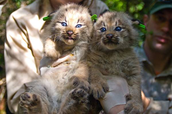 Котята канадской рыси фото (лат. Lynx canadensis)