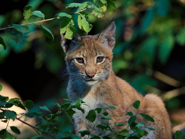 Обыкновенная рысь в зарослях фото (лат. Lynx lynx)