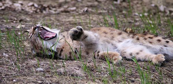 Обыкновенная рысь зевает фото (лат. Lynx lynx)