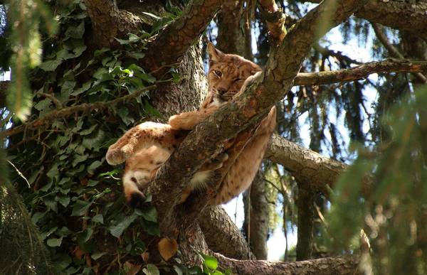 Обыкновенная рысь на дереве фото (лат. Lynx lynx)