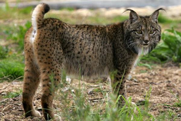 Пиренейская (испанская, сардинийская) рысь фото (лат. Lynx pardinus)