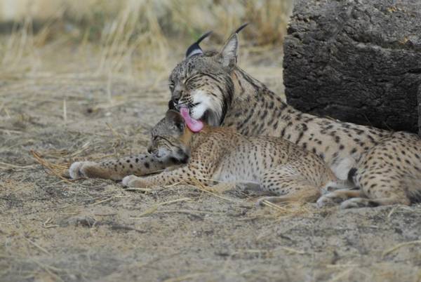 Пиренейская рысь с детенышами фото (лат. Lynx pardinus)