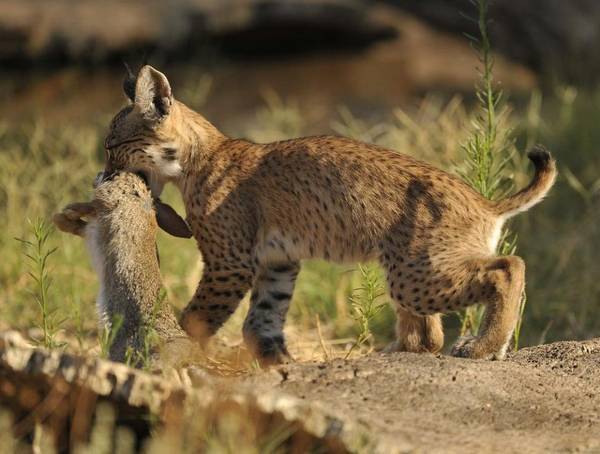 Пища пиренейской рыси фото (лат. Lynx pardinus)