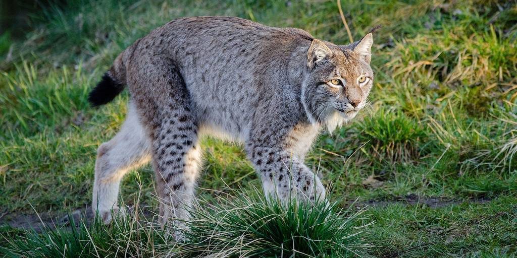 Рысь фото (лат. Lynx rufus)