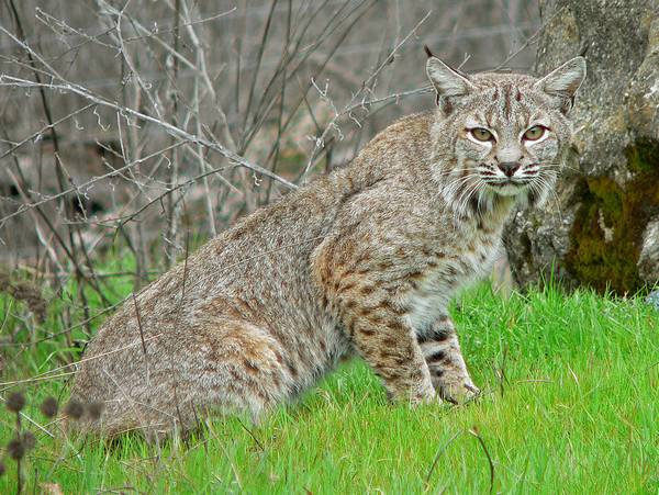 Шерсть рыжей рыси фото (лат. Lynx rufus)