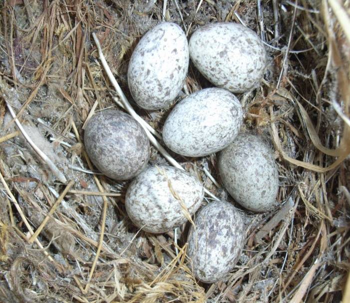 Воробьиное гнездо с яйцами фото