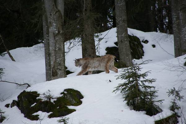 Где обитает рысь фото (лат. Lynx lynx)