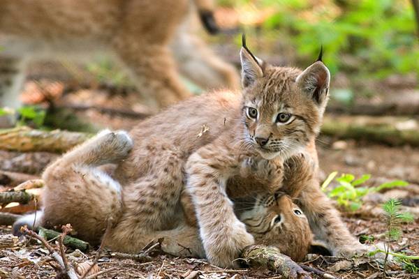 Детеныши обыкновенной рыси фото (лат. Lynx lynx)