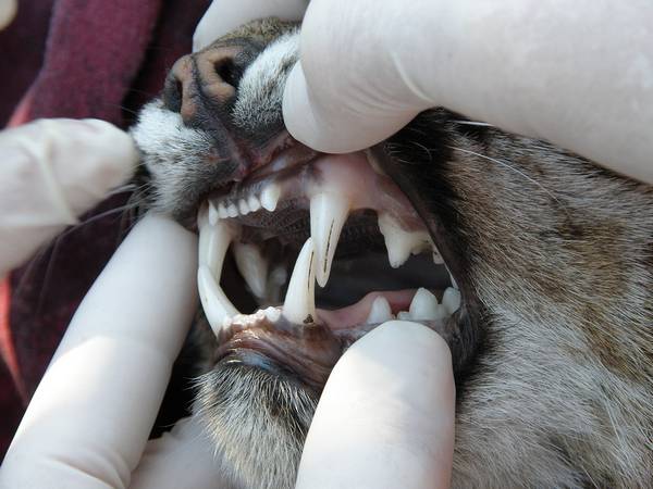 Зубы рыжей рыси фото (лат. Lynx rufus)