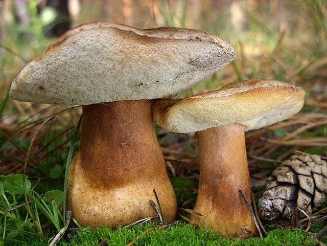 Каштановый гриб фото