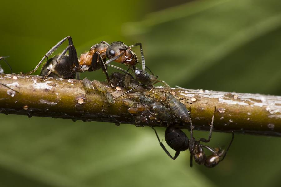 Луговой муравей с добычей фото