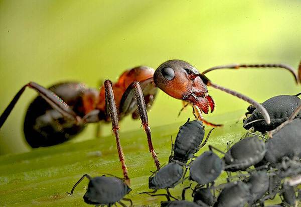 Луговой муравей фото