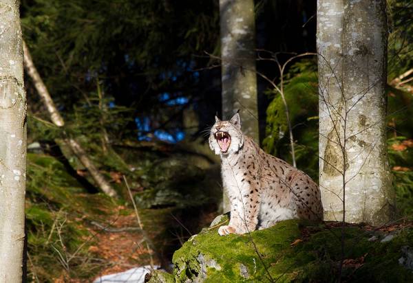 Обыкновенная рысь в лесу фото (лат. Lynx lynx)