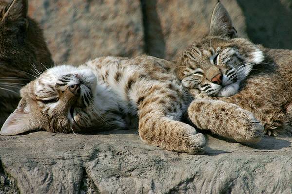 Обыкновенные рыси спят фото (лат. Lynx lynx)