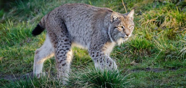 Рысь фото (лат. Lynx rufus)