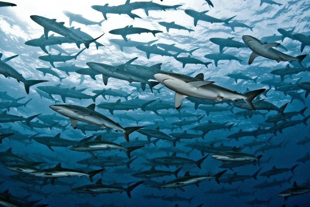 Стая шелковых акул