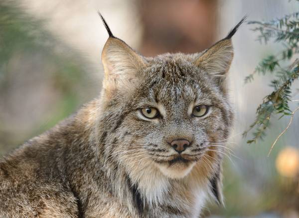 Уши канадской рыси фото (лат. Lynx canadensis)