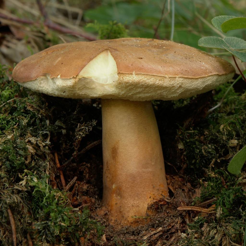 Фото каштановый гриб