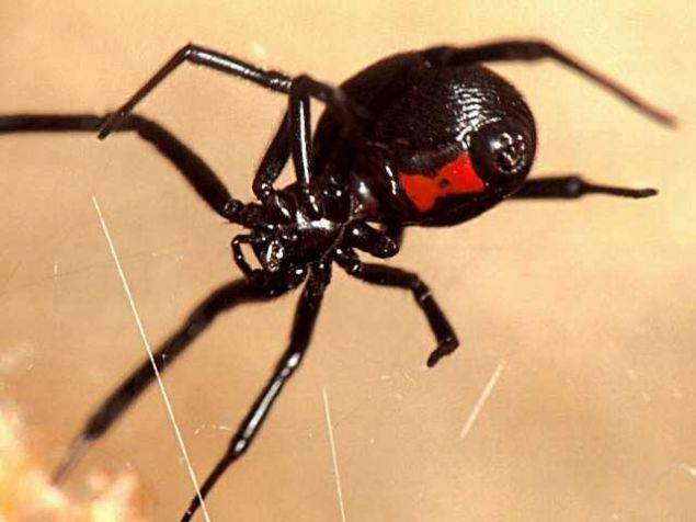Фото паук черная вдова