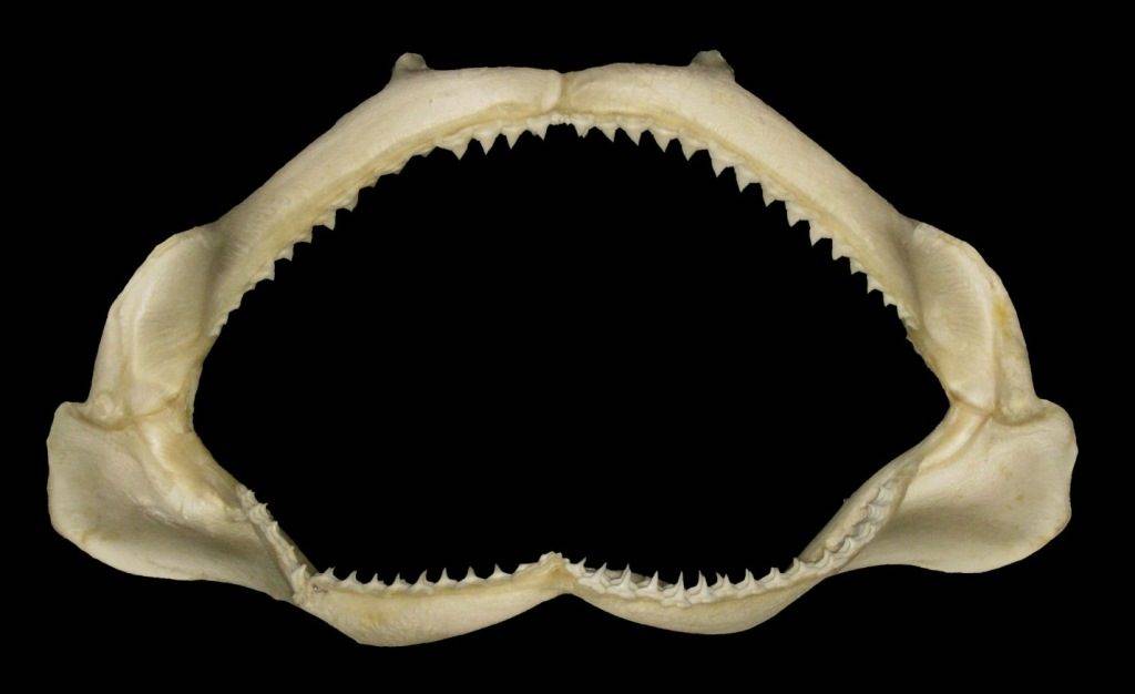 Челюсти шелковой акулы Carcharhinus falciformis