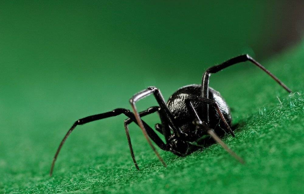 Черная вдова паук фото