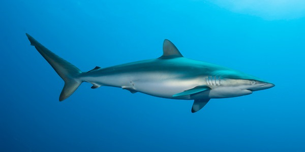 Шелковая акула фото