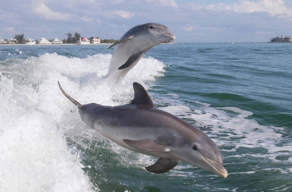 Дельфины в море фото