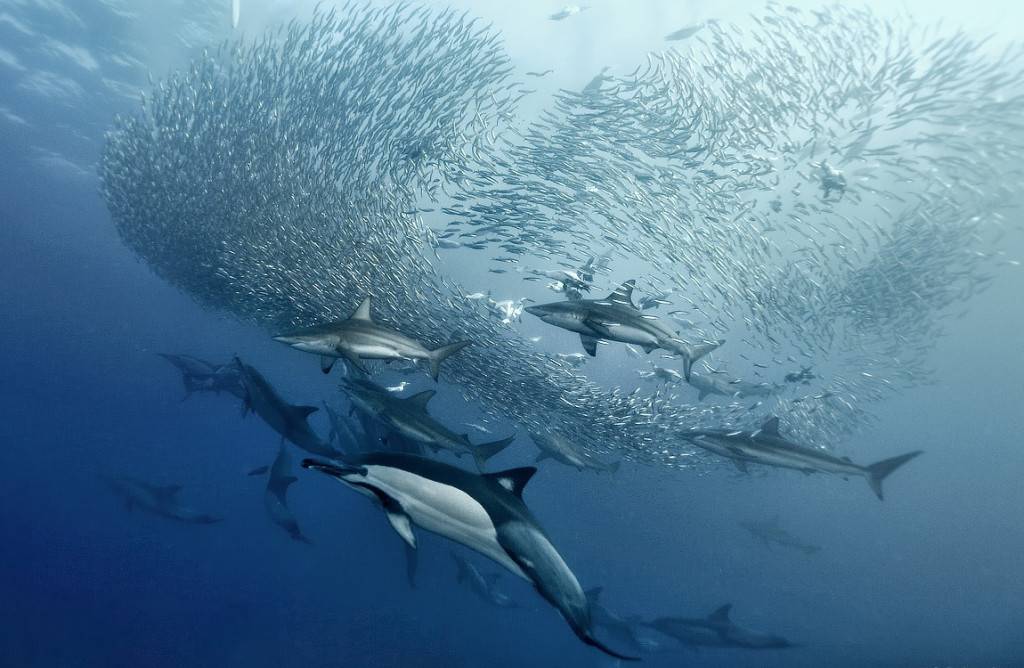 Дельфины и акулы фото