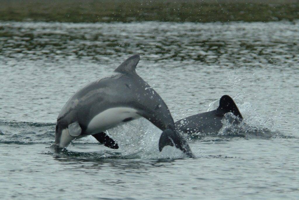 Белобрюхий дельфин (черный дельфин, чилийский дельфин) (лат. Cephalorhynchus eutropia)