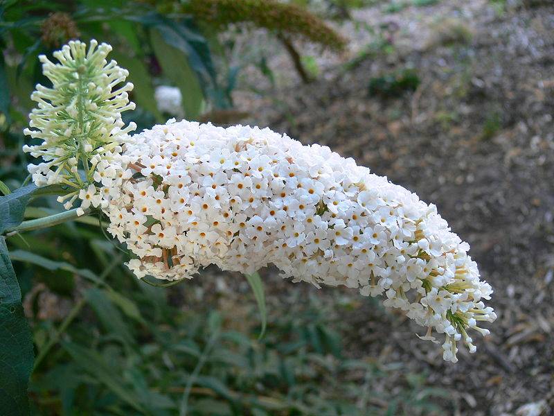 Буддлея белоцветковая ( Buddleja albiflora)