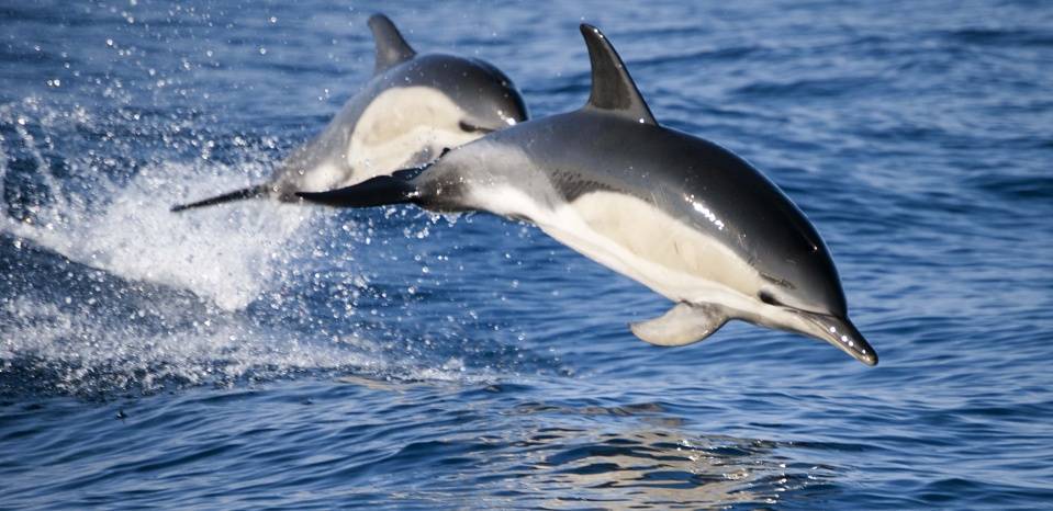 Дельфин-белобочка (обыкновенный дельфин) (лат. Delphinus delphis)