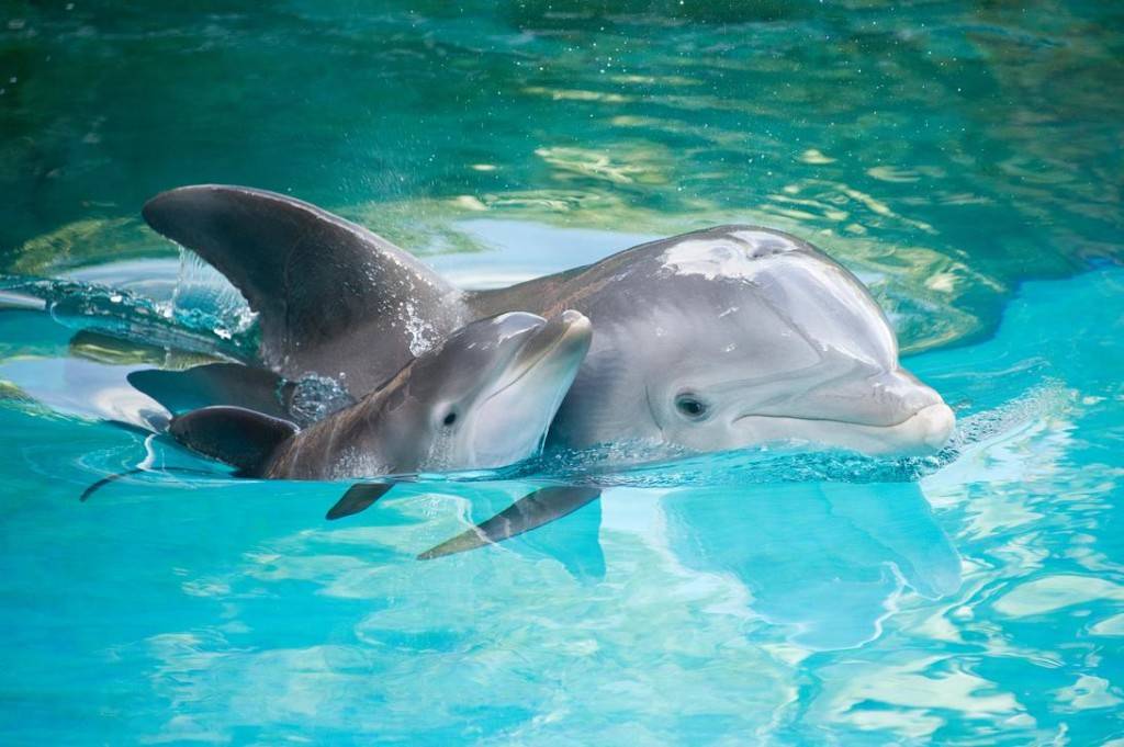 Дельфин и дельфиненок фото