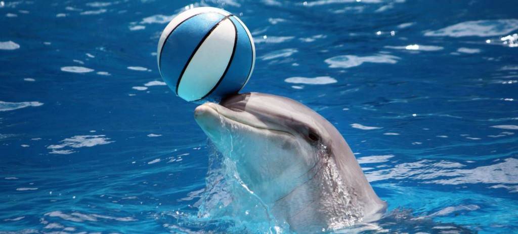 Играющий дельфин фото