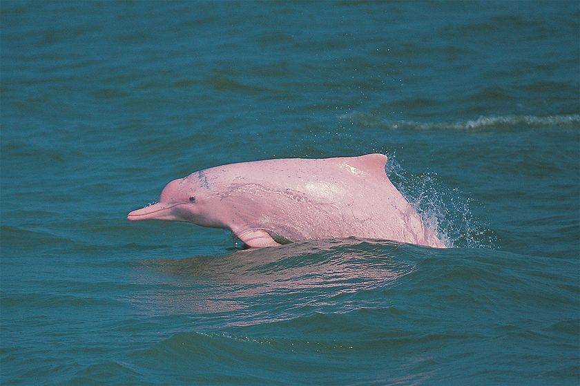 Китайский дельфин (лат. Sousa chinensis)